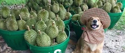 金毛从小就帮忙卖榴莲，每次都用笑容魅惑客人，网友：狗多少钱一斤？