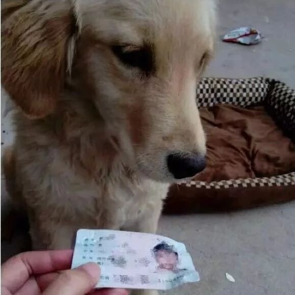 有的狗是来报恩的，有的狗是来讨债的！