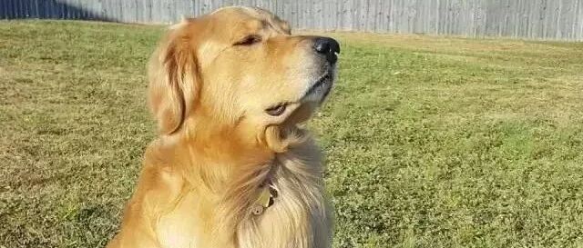 自从主人带回了女主人后，金毛的心一下子就变了……