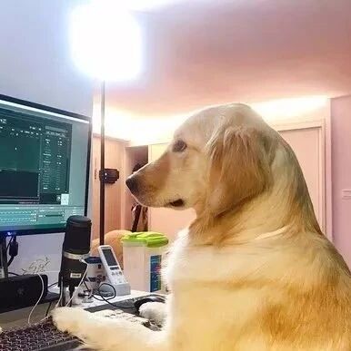 主播直播途中去个厕所，回来就成大型脱粉现场：你快走吧，我们要看金毛