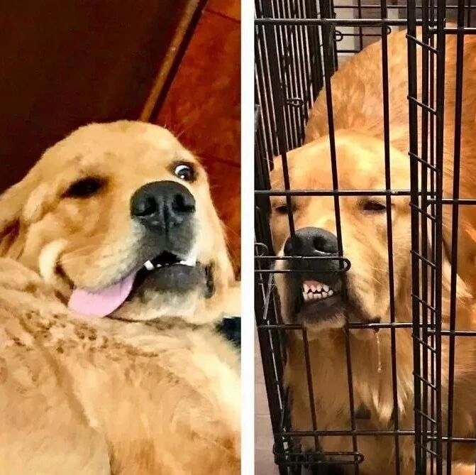 哪个铲屎官手机里没几张狗子的丑照呢？