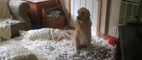 二哈算什么？金毛才是真正披着狗皮的神“金”病！