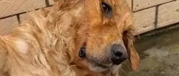 主人国庆出游没带大金毛，结果惨遭狗狗一连串报复，气笑主人…