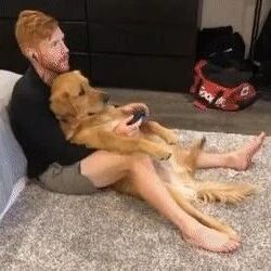 主人在玩游戏，金毛一直想跟他一起玩，只好满足它了！