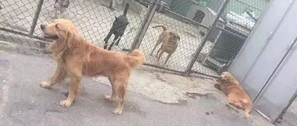 患病的老金毛被遗弃，临走时它还在冲抛弃它的主人摇尾巴……