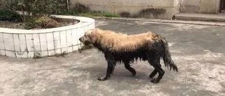 金毛：妈妈，你的大暖男回来了！