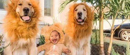 拍狮子王片段来庆祝宝宝的到来，两金毛卖力演出，看着就好幸福！