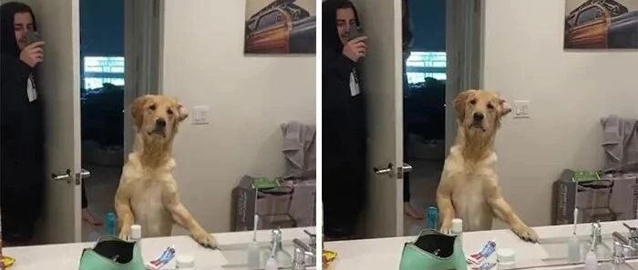 大金毛玩捉迷藏， 终于找到主人时，这货却懵逼了...