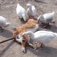 金毛趟在地上一动不动，还以为它死掉了，走近一看笑喷了.....