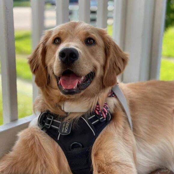 他们把狗狗独自关在门外，竟是偷偷做这种事？！