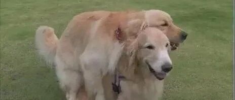 原来金毛那么骚...