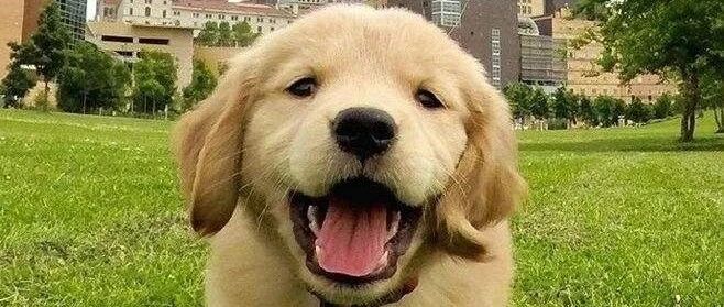 没有什么比小金毛更可爱的生物了！谁赞成谁反对？