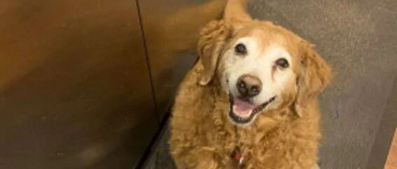 大金毛假装去厕所想骗奖励，主人：它其实是在门外坐了两分钟…