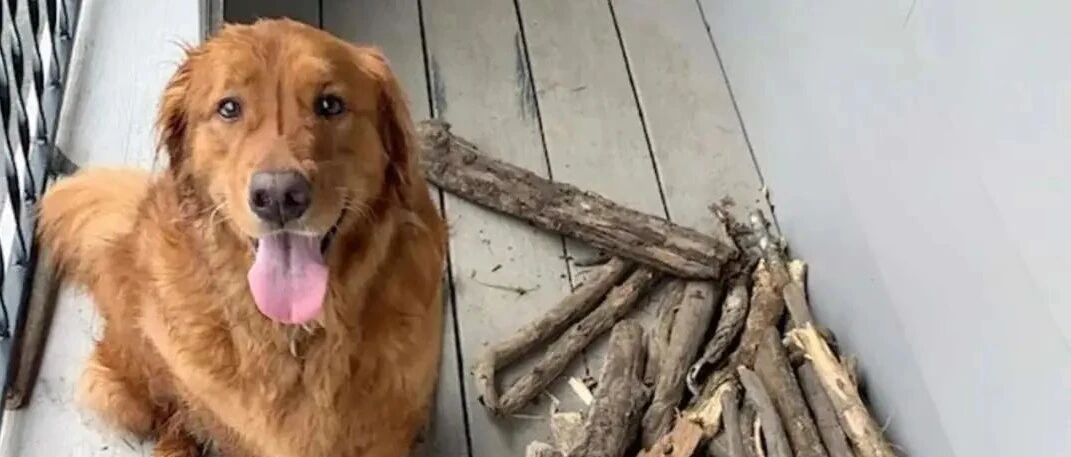 大金毛化身木棍收藏家，主人崩溃：哭着也要支持它...