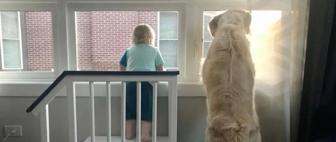 为了满足儿子想要和最爱的大金毛一起，爸爸特地给他做了这个……