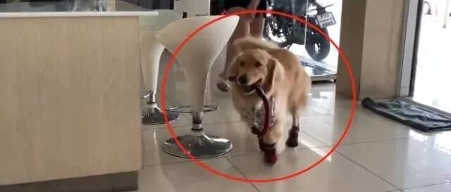 金毛被骗到医院打针，结果气得到处跑，狗：鞋都穿好了