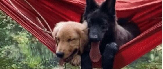 趣味实验！金毛德牧大比拼！最后赢家是……