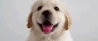 养了金毛之后，生活会变成这个样子…