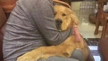 别人家的金毛都是大暖男，自己家的是小祖宗！