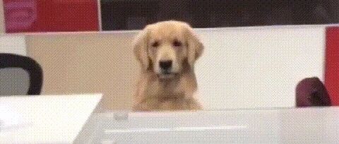 公司前台是金毛，网友：老板在吗？金毛：你谁啊？你有预约吗？