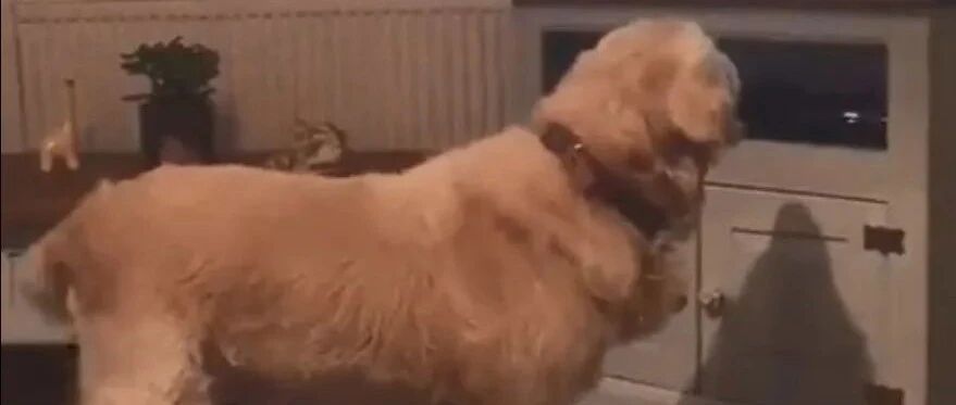 电视里看到已经逝去的同伴，大金毛哀嚎：“我好想你！”