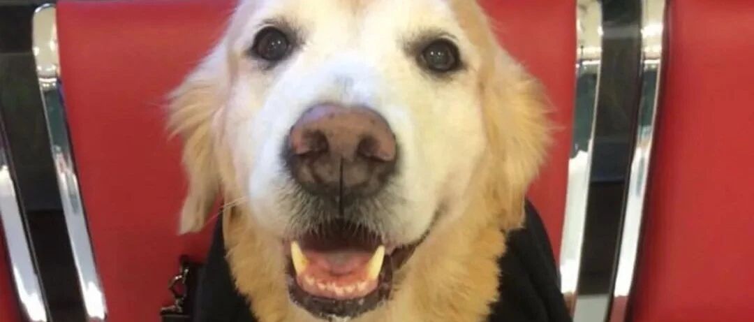 大金毛去世后主人一蹶不振，收到一份特殊的礼物后…他终于释怀了！