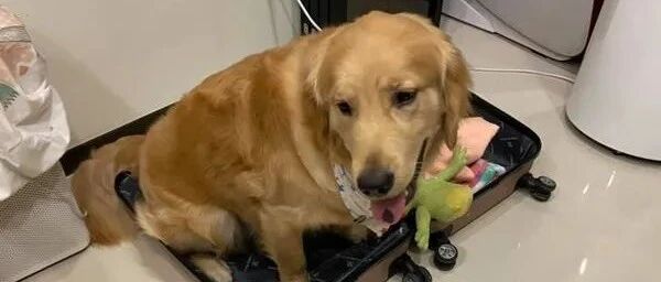 网友收拾行李准备出行，没想到一转眼行李箱就被大金毛霸占：我准备好了！
