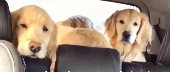 三只金毛去宠物诊所途中闷闷不乐，可听到这个字后......笑喷了！