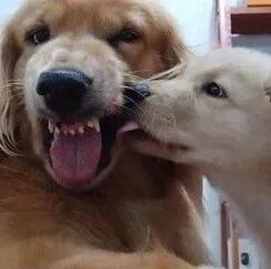 大金毛很讨厌狗狗同类，可在遇到另一只小金毛后：真香！