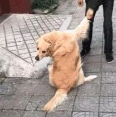 金毛闻着骨头味进邻居家，被拖走时一步三回头：没吃到肉不甘心！