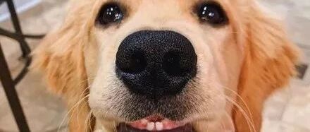 这只金毛刚到换牙期，长了两颗小门牙出来，心都被萌化了！