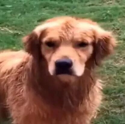 德牧在偷鱼，没想到被心机金毛举报了……