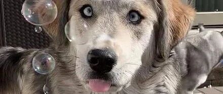 金毛和哈士奇生下了个盛世美颜的狗子，可一年后...铲屎官崩溃了！