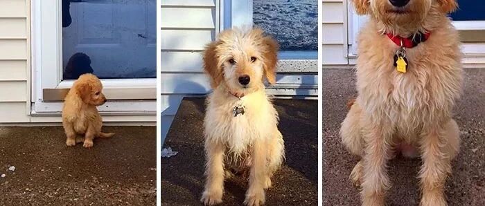 不会掉毛的金毛？这是什么神仙物种！