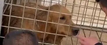 屠宰车上救下怀孕金毛，被救时狗狗泪流满面，隔天生了8只小狗…