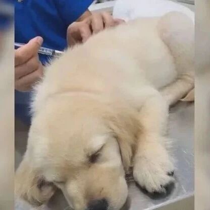 金毛初打针昏睡诊疗台，叫不醒，全程零反应，笑喷网友：不痛吗？