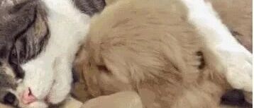 收养了只金毛，结果家里的喵星人画风巨变……