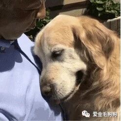 15岁的狗，你还爱吗？