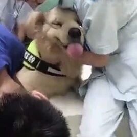 这只金毛已经被宠物医院列入了黑名单了……