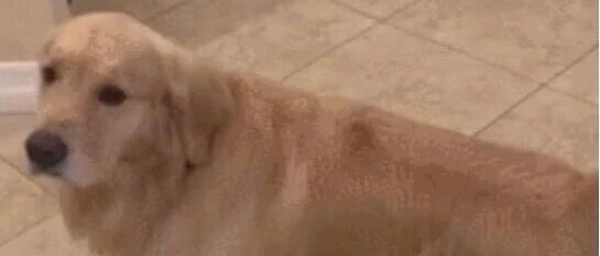 谁说金毛都是暖男，你们看看这些翻车现场，别再骗我养金毛了！！！