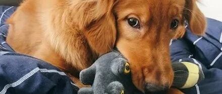 拖鞋太大只，贴心金毛用嘴帮主人量身定做，完成之后笑喷了！