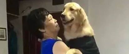 妈妈当初死活不同意我养狗，可喂养四个月后，金毛就不是我的了！