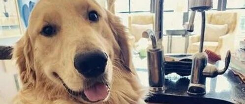 想让一只狗乖乖去洗澡，实在太难了哈哈哈哈