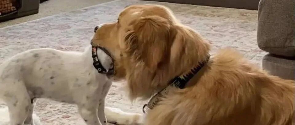 大金毛一口含住弟弟的狗头...它有5只猫、21只鸡、2头猪和1只兔子！