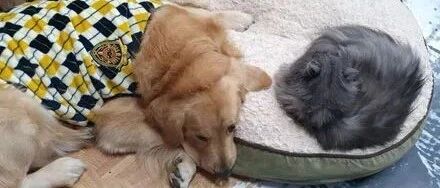 小灰猫独霸大床，大金毛委屈嘟嘴挤小窝：宝宝心里苦啊！