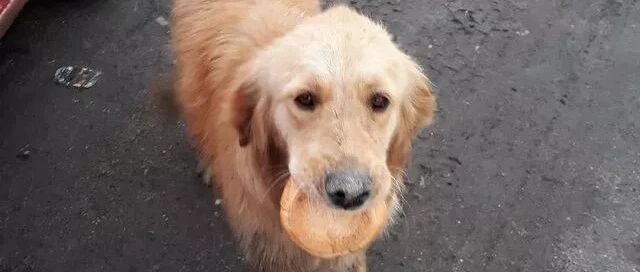 流浪金毛叼着一小块面包不肯吃：“这是我唯一的食物…”