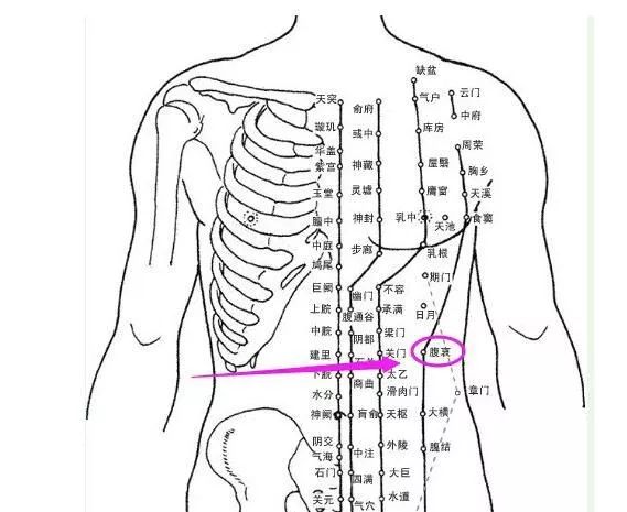 胃与肚脐的位置示意图图片