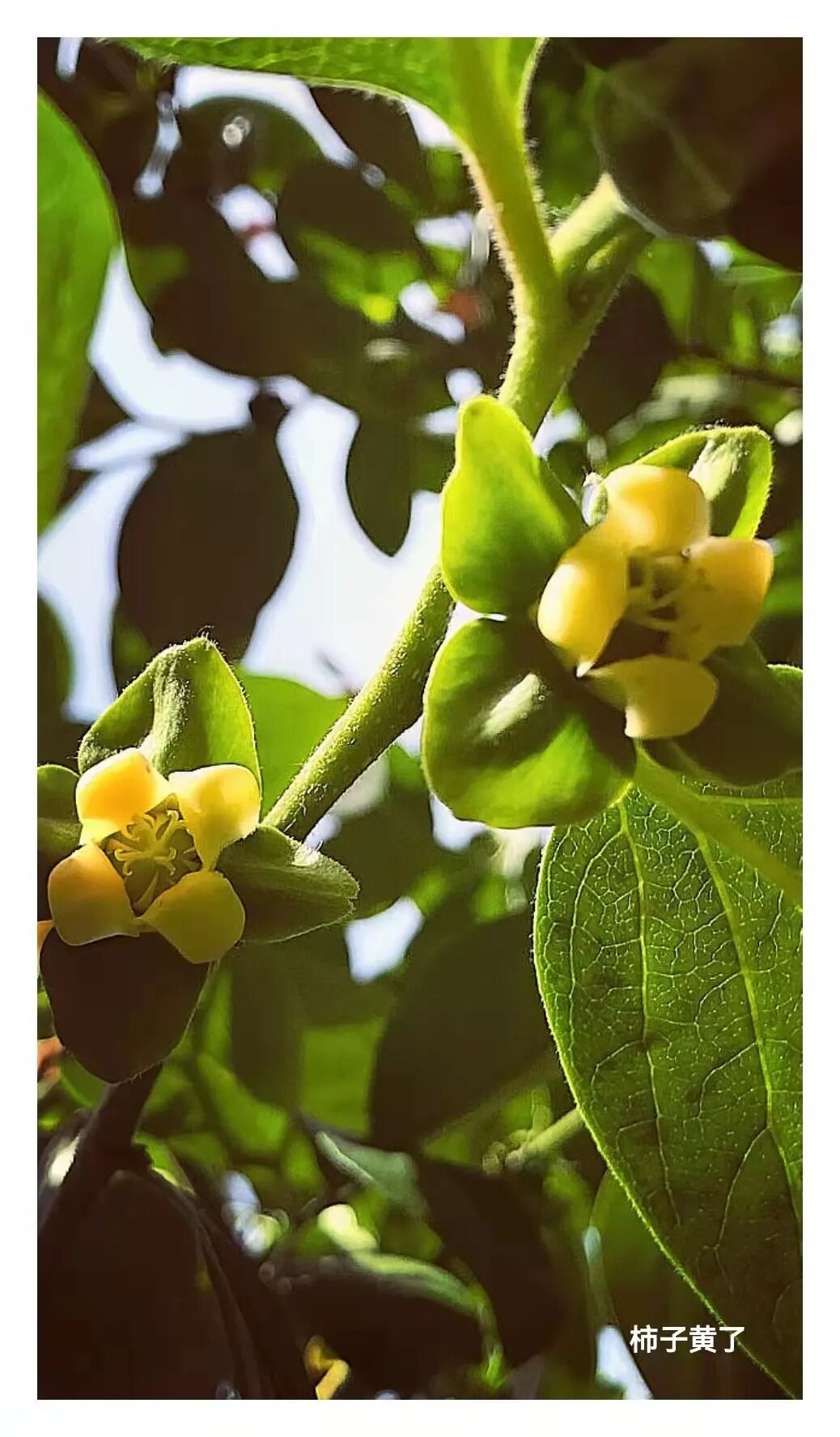 陈光 柿子黄了 全网搜