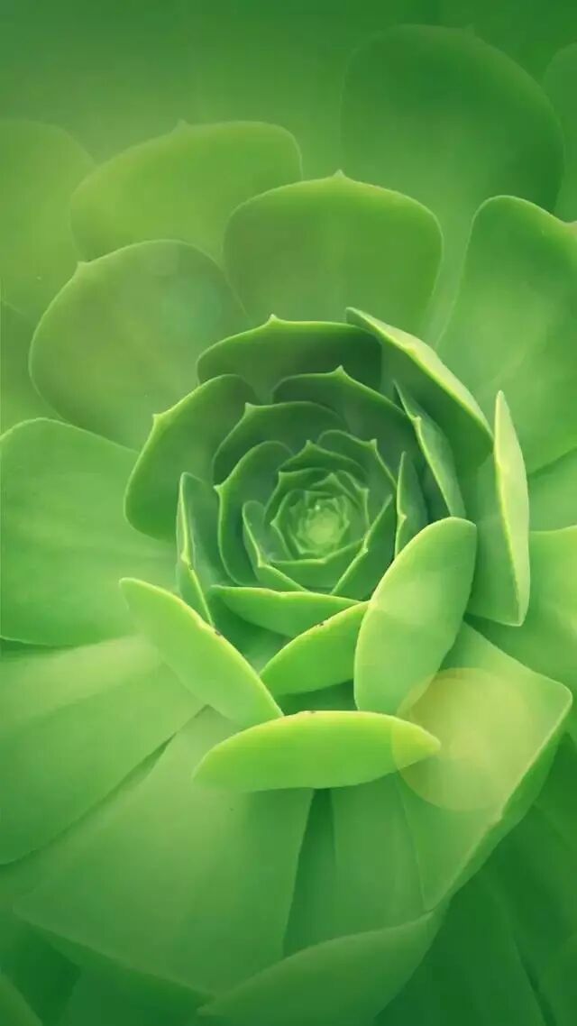 手機壁紙冬往春來 換個綠色桌面吧 尋夢科技