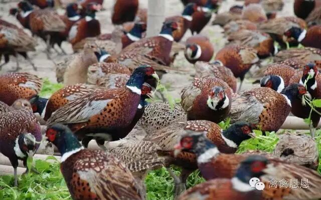 其实不管是养常规的肉鸡蛋鸡还是养野山鸡,想挣钱都要靠两点,一是把鸡